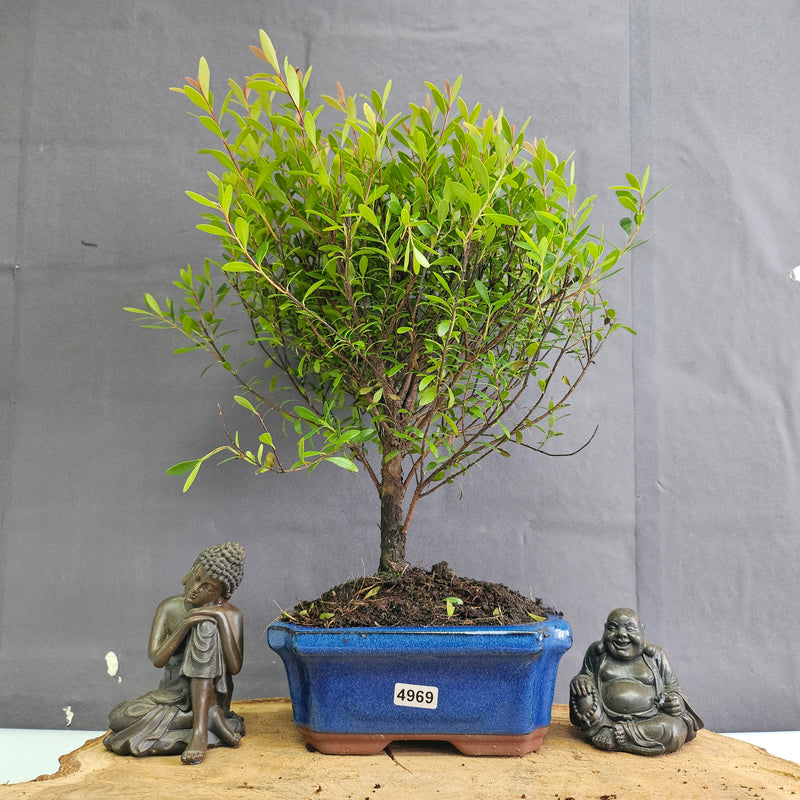 Brush Cherry (Syzygium) Bonsai Tree | Broom | In 15cm Pot