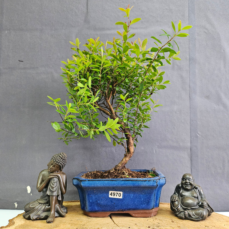 Brush Cherry (Syzygium) Bonsai Tree | Broom | In 15cm Pot