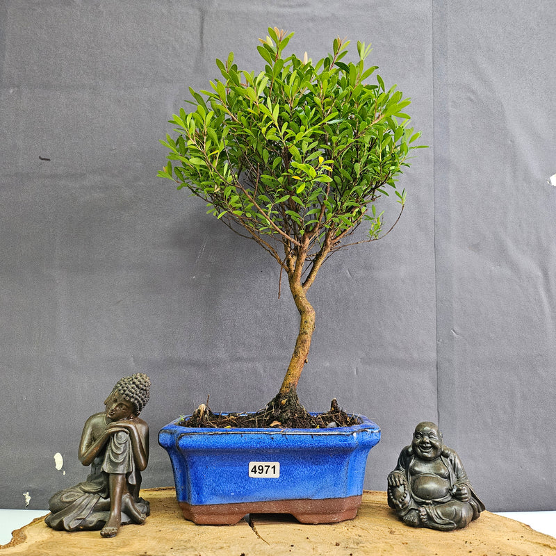 Brush Cherry (Syzygium) Bonsai Tree | Broom | In 15cm Pot