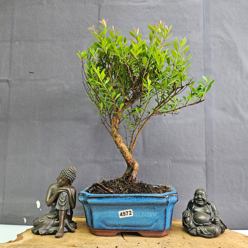 Brush Cherry (Syzygium) Bonsai Tree | Broom | In 15cm Pot