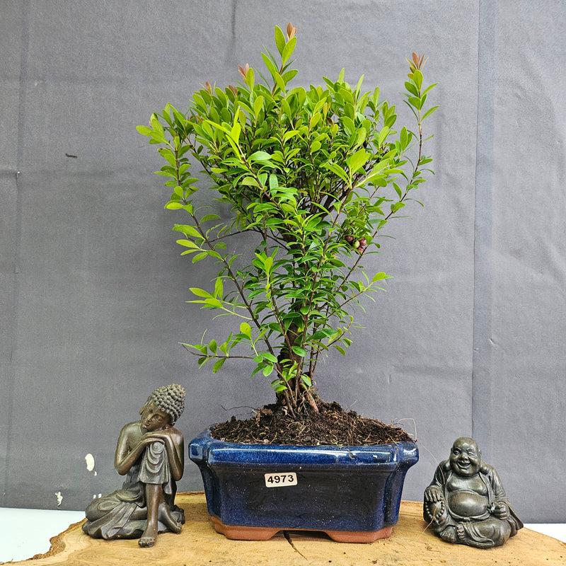 Brush Cherry (Syzygium) Bonsai Tree | Broom | In 15cm Pot