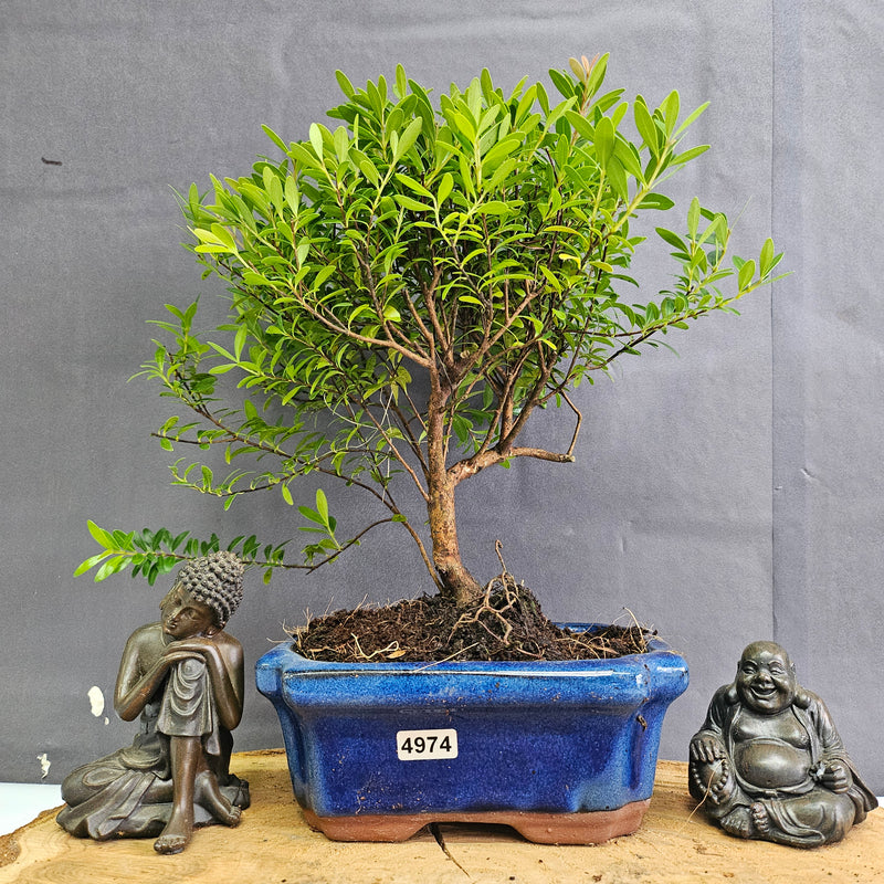 Brush Cherry (Syzygium) Bonsai Tree | Broom | In 15cm Pot