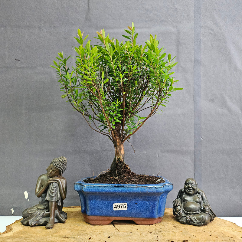 Brush Cherry (Syzygium) Bonsai Tree | Broom | In 15cm Pot