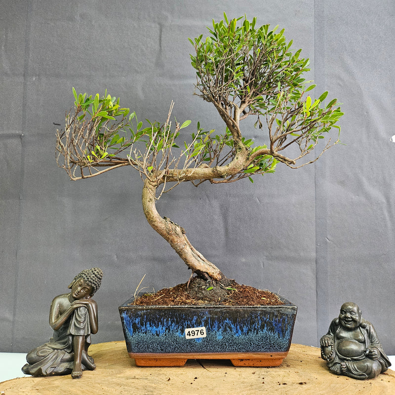 Brush Cherry (Syzygium) Bonsai Tree | Shaped | In 20cm Pot