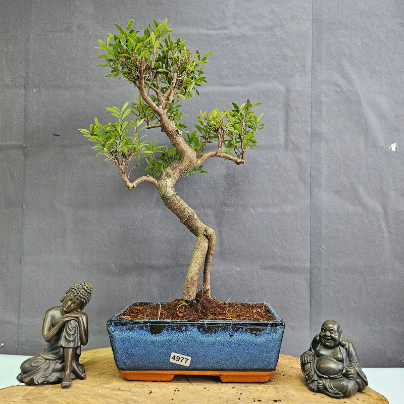 Brush Cherry (Syzygium) Bonsai Tree | Shaped | In 20cm Pot