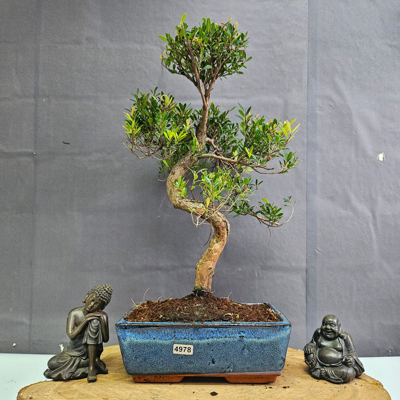 Brush Cherry (Syzygium) Bonsai Tree | Shaped | In 20cm Pot