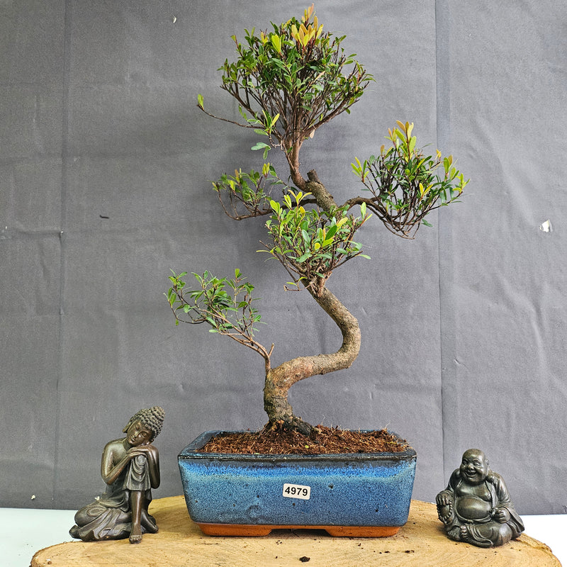 Brush Cherry (Syzygium) Bonsai Tree | Shaped | In 20cm Pot