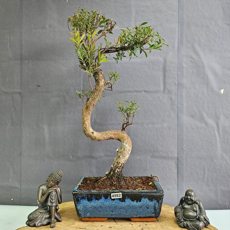 Brush Cherry (Syzygium) Bonsai Tree | Shaped | In 20cm Pot