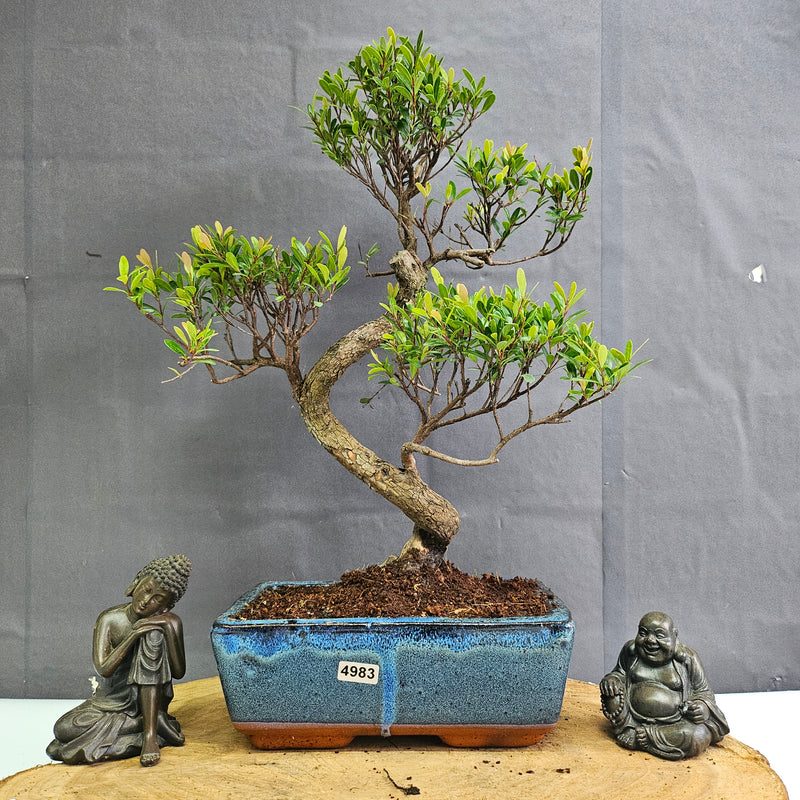 Brush Cherry (Syzygium) Bonsai Tree | Shaped | In 20cm Pot