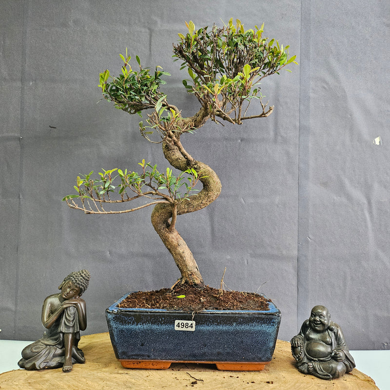 Brush Cherry (Syzygium) Bonsai Tree | Shaped | In 20cm Pot