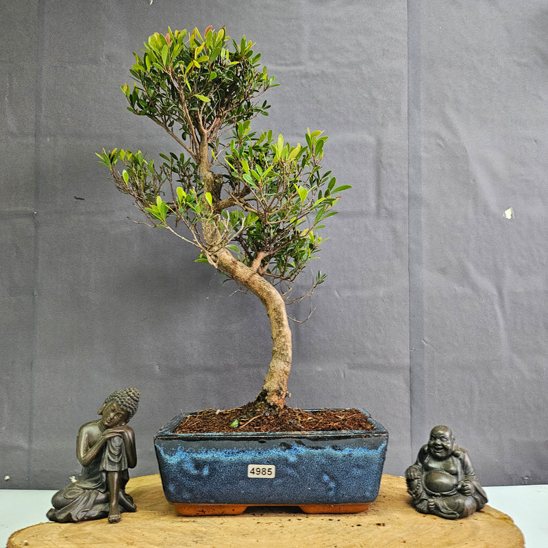 Brush Cherry (Syzygium) Bonsai Tree | Shaped | In 20cm Pot