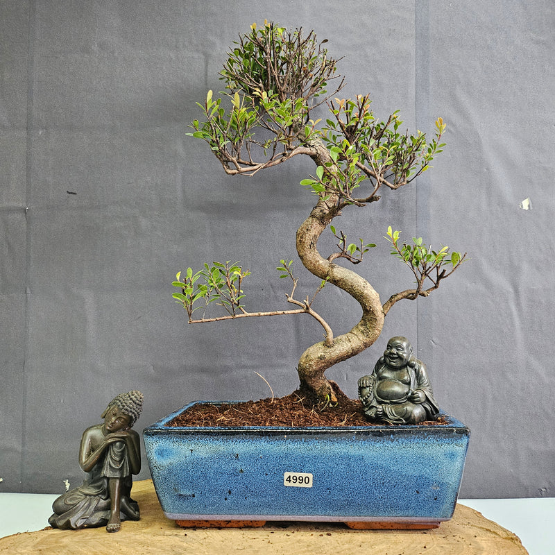 Brush Cherry (Syzygium) Bonsai Tree | Shaped | In 25cm Pot