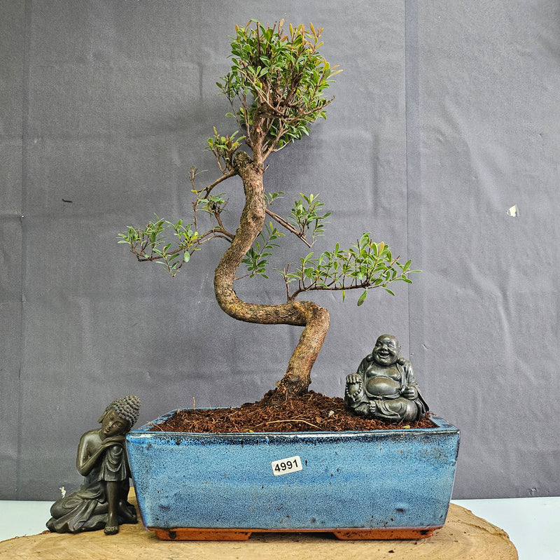 Brush Cherry (Syzygium) Bonsai Tree | Shaped | In 25cm Pot