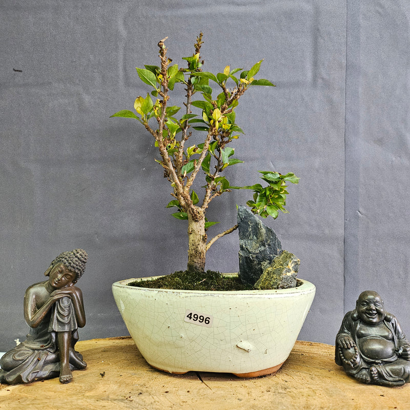 Bougainvillea Bonsai Tree | Broom | In 16cm Pot With Rock