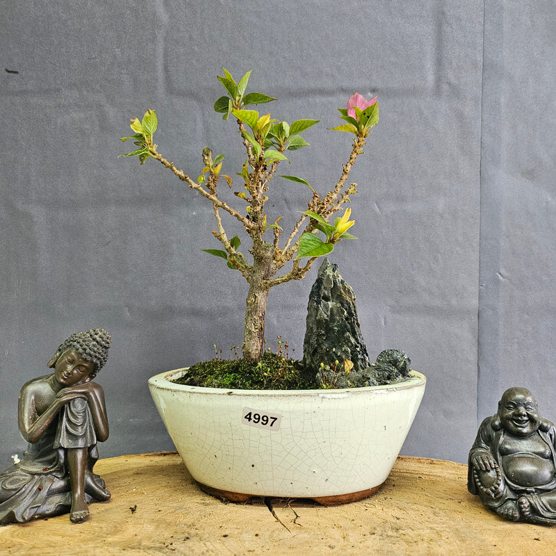 Bougainvillea Bonsai Tree | Broom | In 16cm Pot With Rock