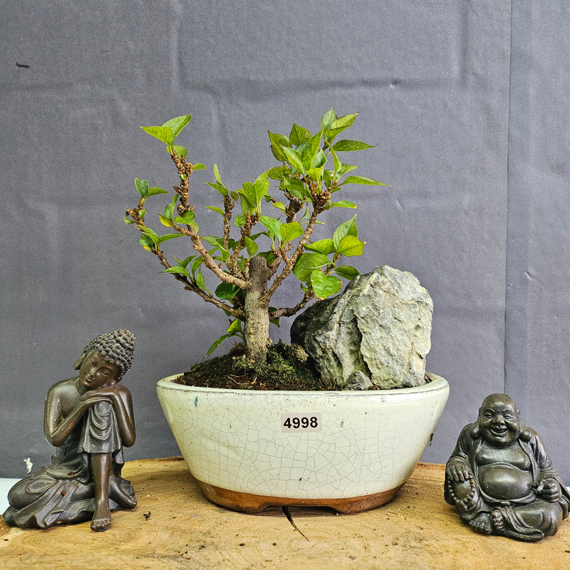 Bougainvillea Bonsai Tree | Broom | In 16cm Pot With Rock