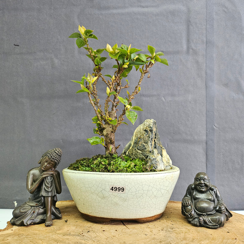 Bougainvillea Bonsai Tree | Broom | In 16cm Pot With Rock