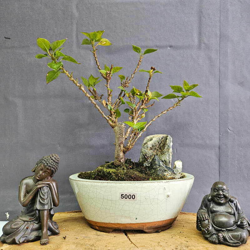 Bougainvillea Bonsai Tree | Broom | In 16cm Pot With Rock