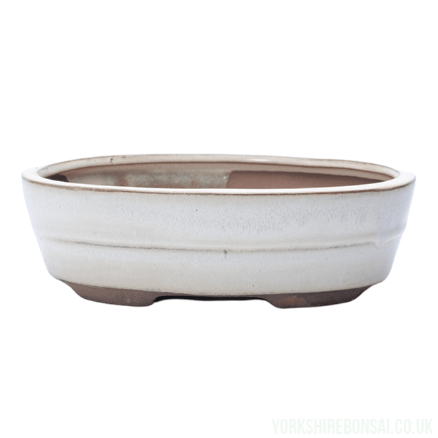 20cm Glazed Bonsai Pot | Oval | 20cm x 17cm x 5cm | White - Yorkshire Bonsai