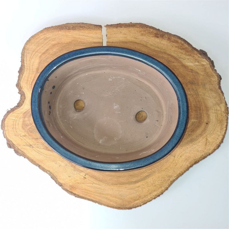 21cm Glazed Bonsai Pot | Oval | 21cm x 17cm x 6cm | Blue - Yorkshire Bonsai