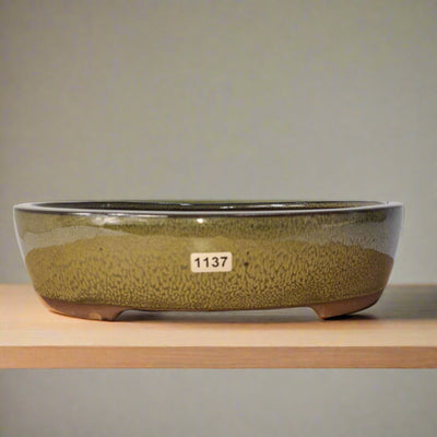 26cm Glazed Bonsai Pot | Oval | 26cm x 22cm x 6cm | Green - Yorkshire Bonsai