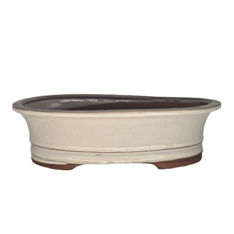 31cm Glazed Bonsai Pot | Oval | 31cm x 23cm x 9cm | White - Yorkshire Bonsai