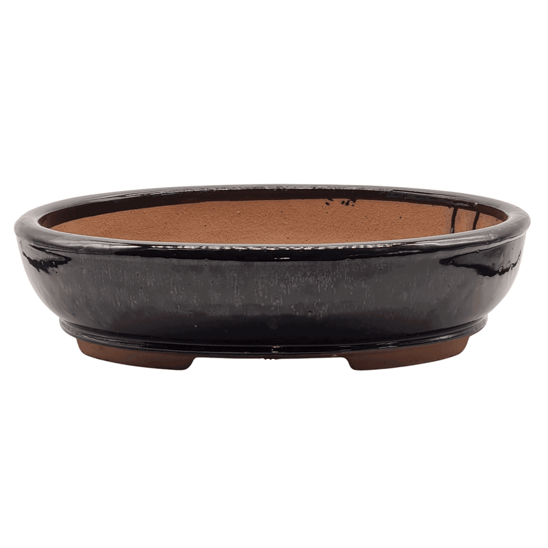 37cm Glazed Bonsai Pot | Oval | 37cm x 31cm x 9cm | Black - Yorkshire Bonsai