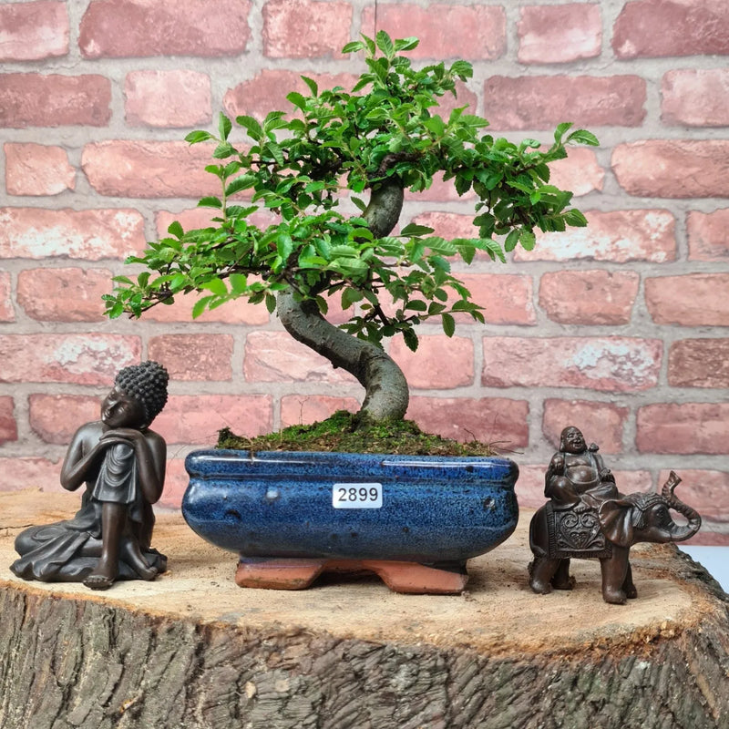 Chinese Elm (Ulmus Parvifolia) Bonsai Tree | Shaped | In 15cm Pot