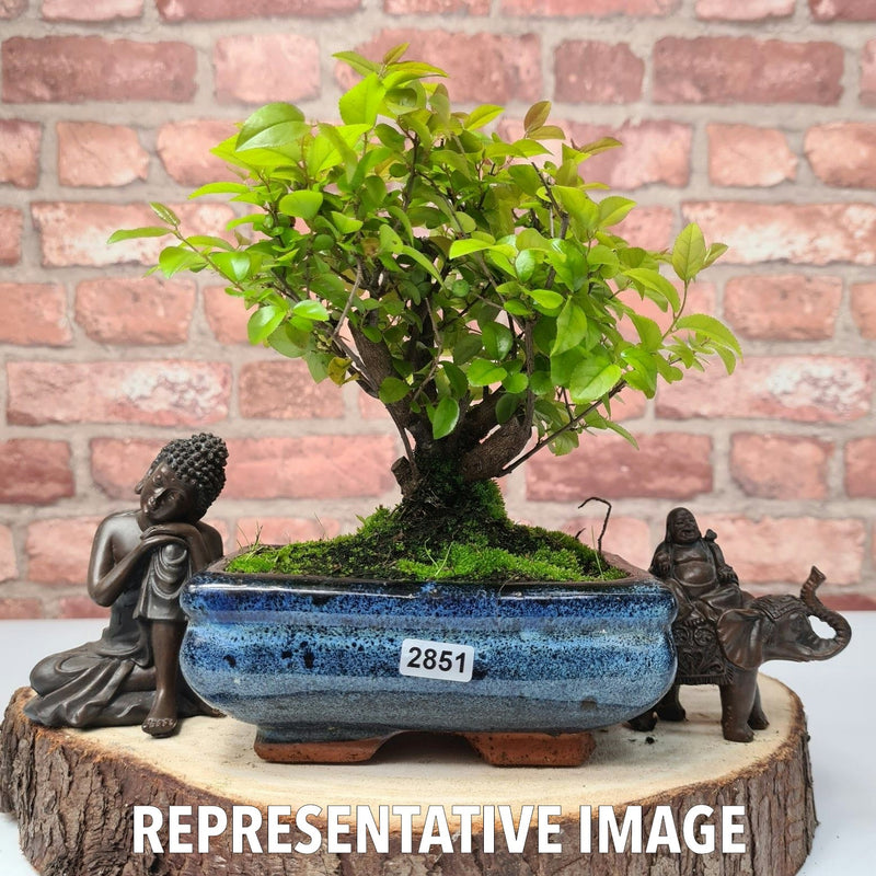 Bird Plum (Sageretia) Bonsai Tree | Broom | In 15cm Pot - Yorkshire Bonsai