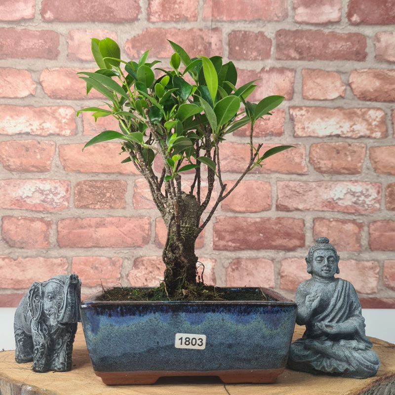 Ficus Microcarpa (Banyan Fig) Indoor Bonsai Tree | Broom | In 15cm Pot