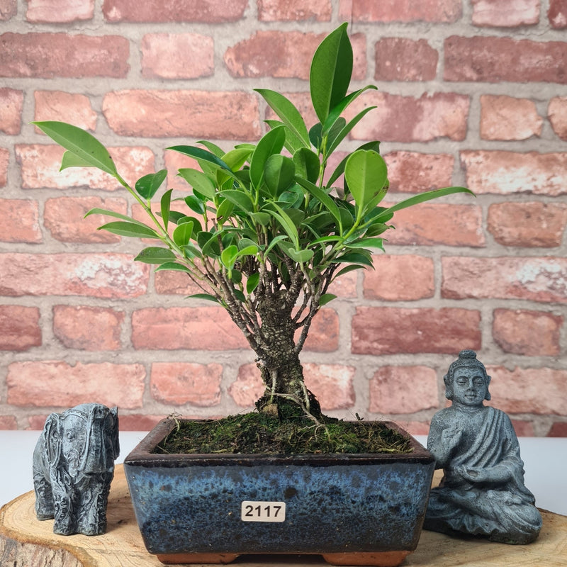 Ficus Microcarpa (Banyan Fig) Indoor Bonsai Tree | Broom | In 15cm Pot