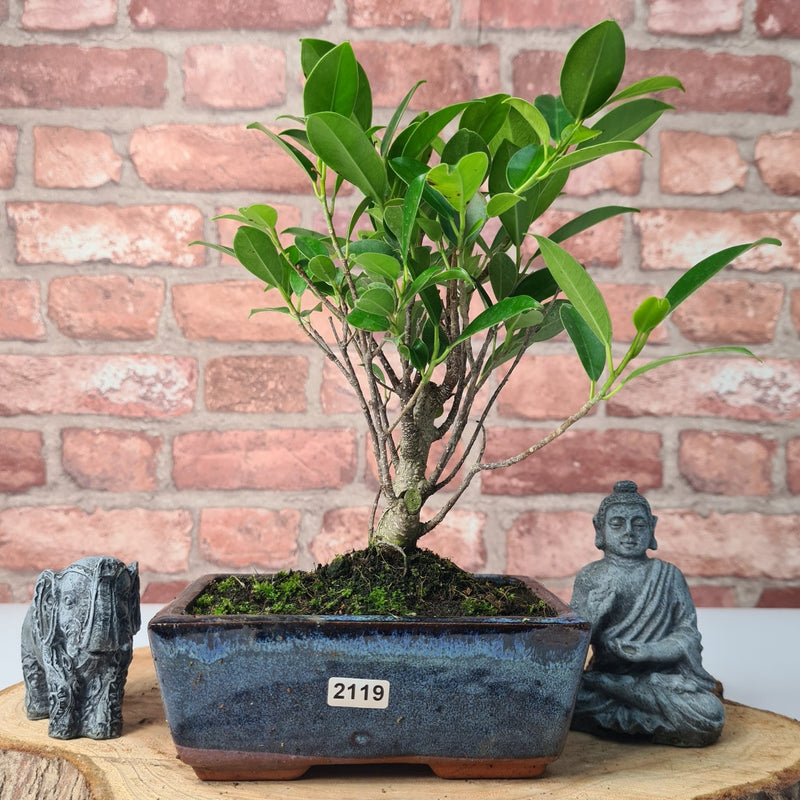 Ficus Microcarpa (Banyan Fig) Indoor Bonsai Tree | Broom | In 15cm Pot