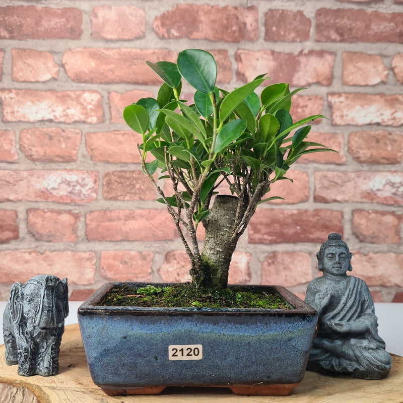 Ficus Microcarpa (Banyan Fig) Indoor Bonsai Tree | Broom | In 15cm Pot