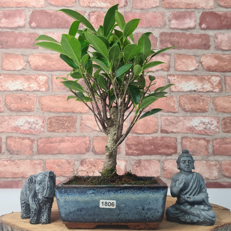 Ficus Microcarpa (Banyan Fig) Indoor Bonsai Tree | Broom | In 15cm Pot