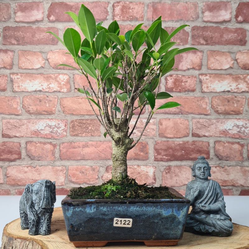 Ficus Microcarpa (Banyan Fig) Indoor Bonsai Tree | Broom | In 15cm Pot