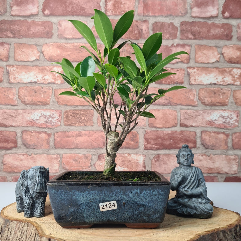 Ficus Microcarpa (Banyan Fig) Indoor Bonsai Tree | Broom | In 15cm Pot