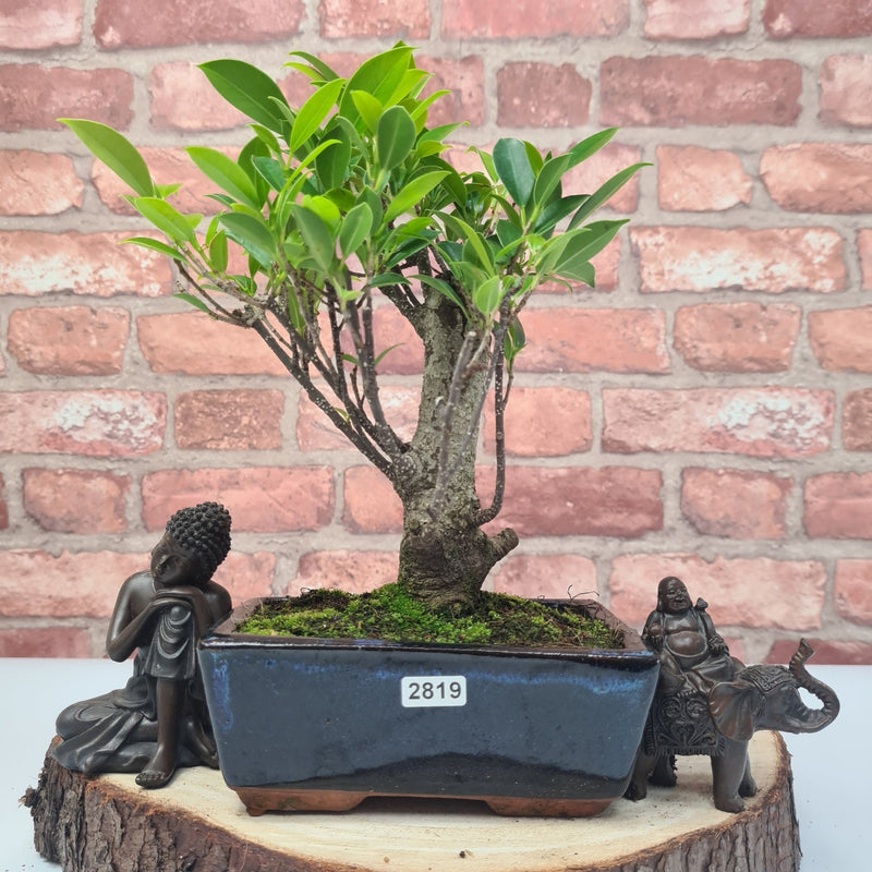 Ficus Microcarpa (Banyan Fig) Indoor Bonsai Tree | Broom | In 15cm Pot