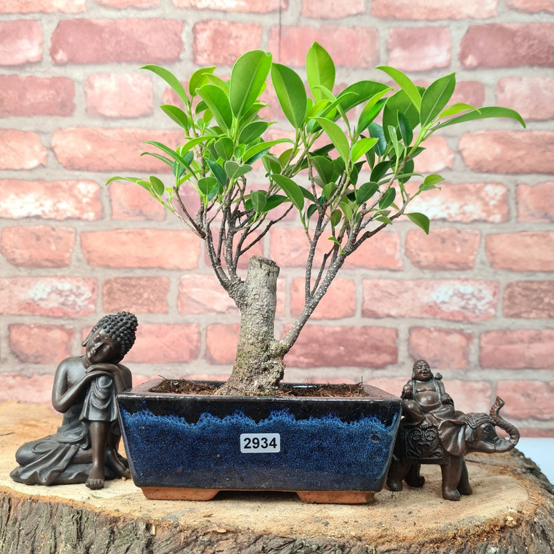 Ficus Microcarpa (Banyan Fig) Indoor Bonsai Tree | Broom | In 15cm Pot