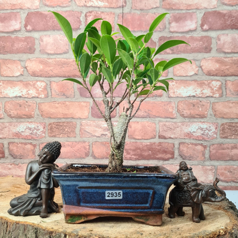 Ficus Microcarpa (Banyan Fig) Indoor Bonsai Tree | Broom | In 15cm Pot