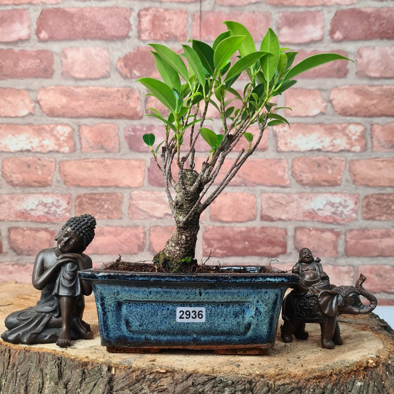 Ficus Microcarpa (Banyan Fig) Indoor Bonsai Tree | Broom | In 15cm Pot