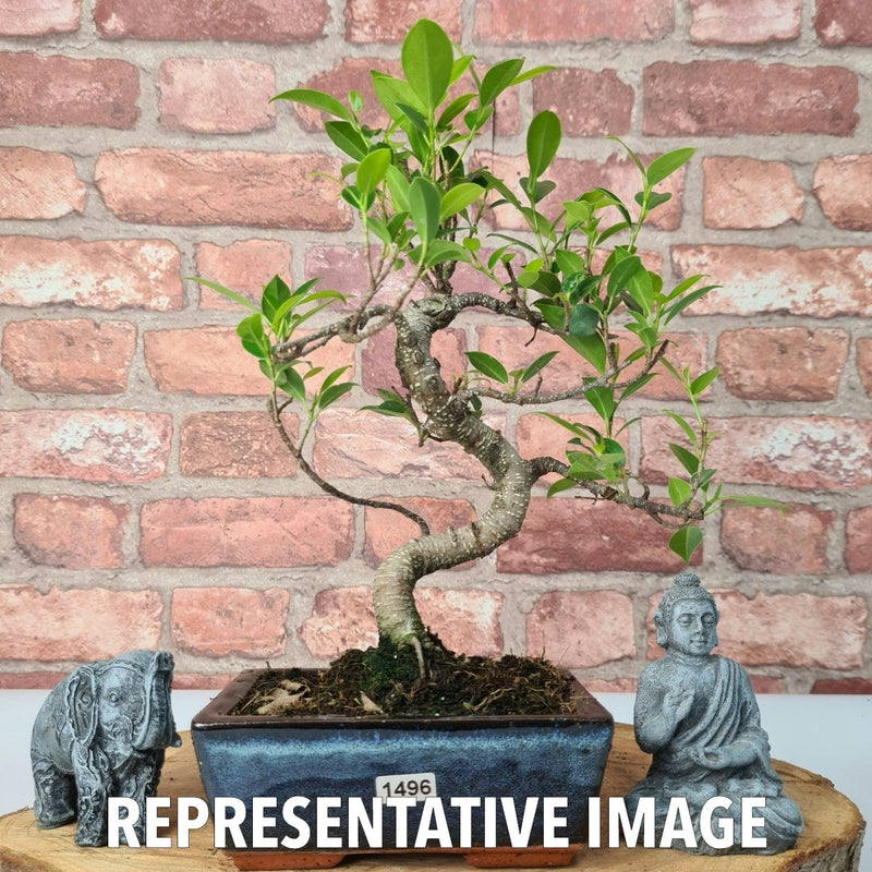 Ficus Microcarpa (Banyan Fig) Indoor Bonsai Tree | Shaped | In 15cm Pot