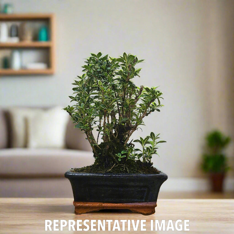 Snow Rose (Serissa) Bonsai Tree | Broom | In 15cm Pot