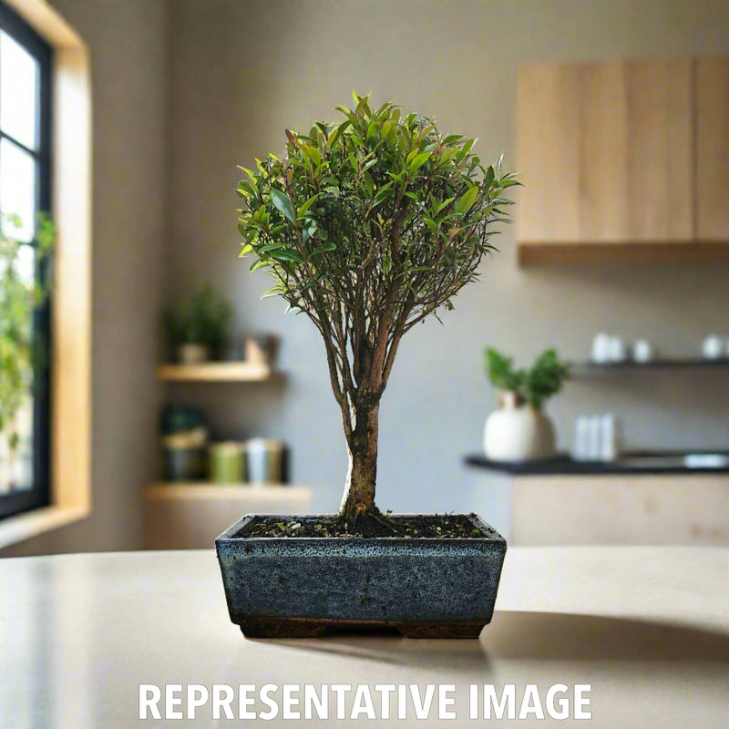 Brush Cherry (Syzygium) Bonsai Tree | Broom | In 20cm Pot