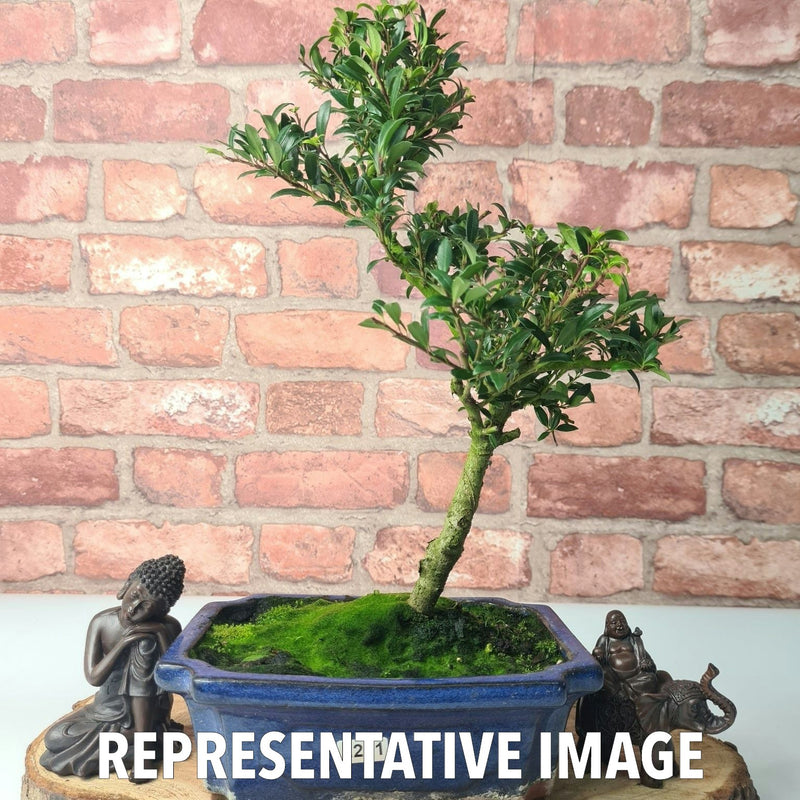 Japanese Holly (Ilex Crenata) Bonsai Tree | Shaped | In 20cm Pot - Yorkshire Bonsai