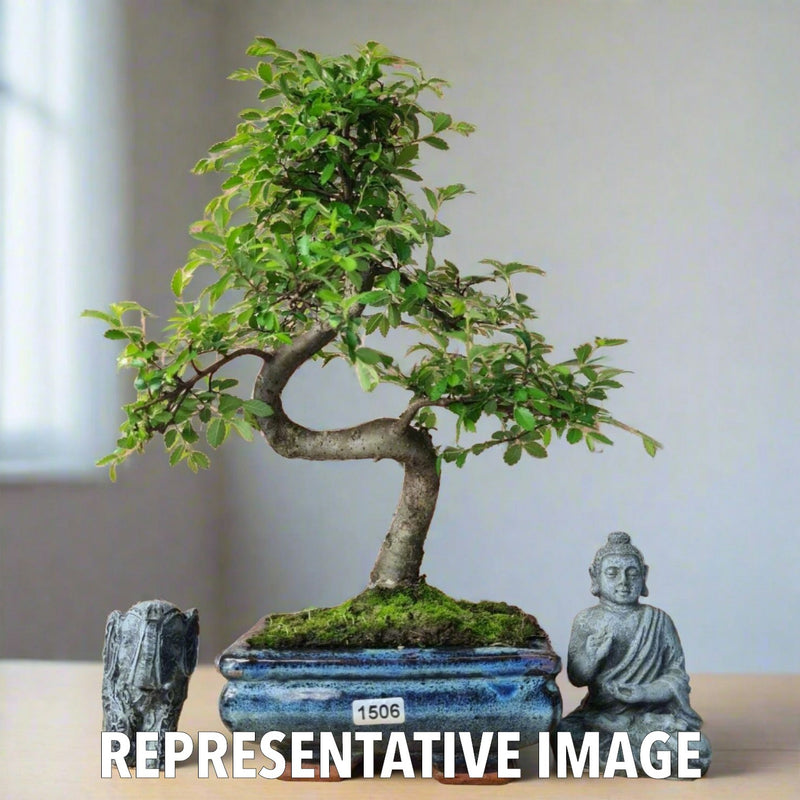 Chinese Elm (Ulmus Parvifolia) Bonsai Tree | Shaped | In 15cm Pot - Yorkshire Bonsai