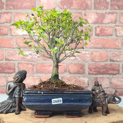 Bird Plum (Sageretia) Bonsai Tree | Broom | In 15cm Pot - Yorkshire Bonsai