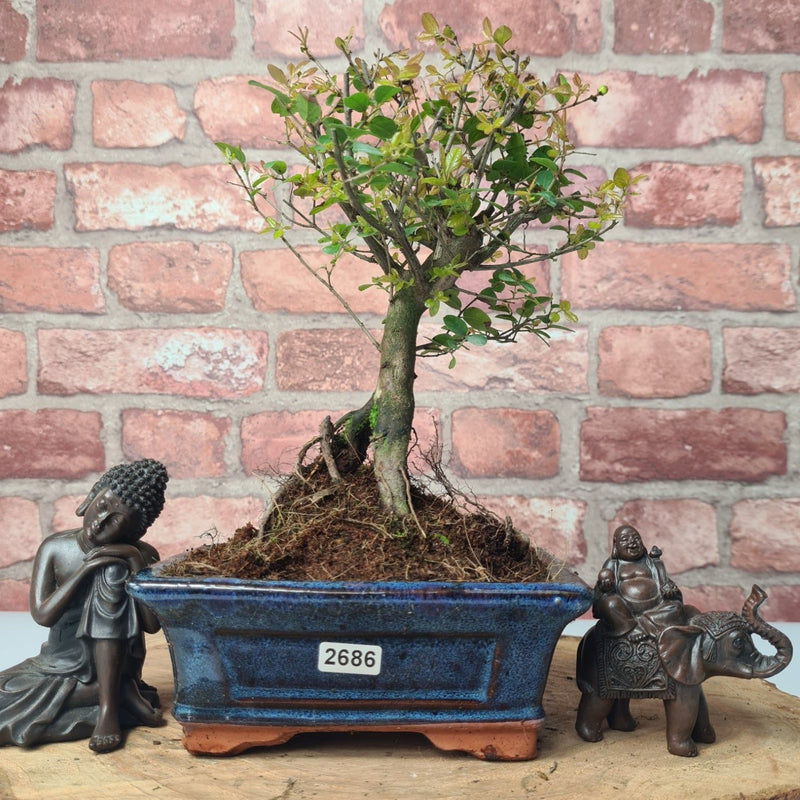 Bird Plum (Sageretia) Bonsai Tree | Broom | In 15cm Pot - Yorkshire Bonsai