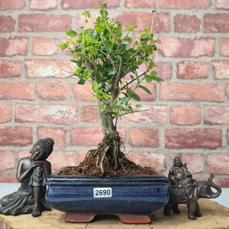 Bird Plum (Sageretia) Bonsai Tree | Broom | In 15cm Pot - Yorkshire Bonsai