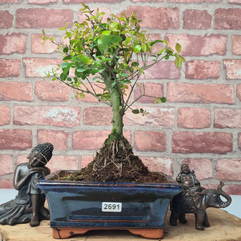 Bird Plum (Sageretia) Bonsai Tree | Broom | In 15cm Pot - Yorkshire Bonsai