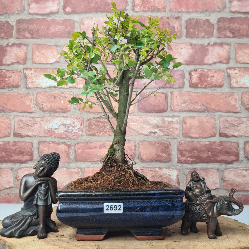 Bird Plum (Sageretia) Bonsai Tree | Broom | In 15cm Pot - Yorkshire Bonsai